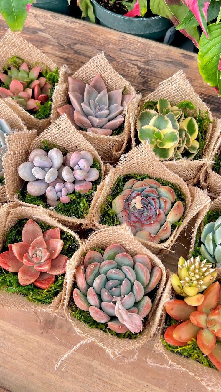 Small colorful succulents in burlap-wrapped pots arranged on a rustic wooden table.