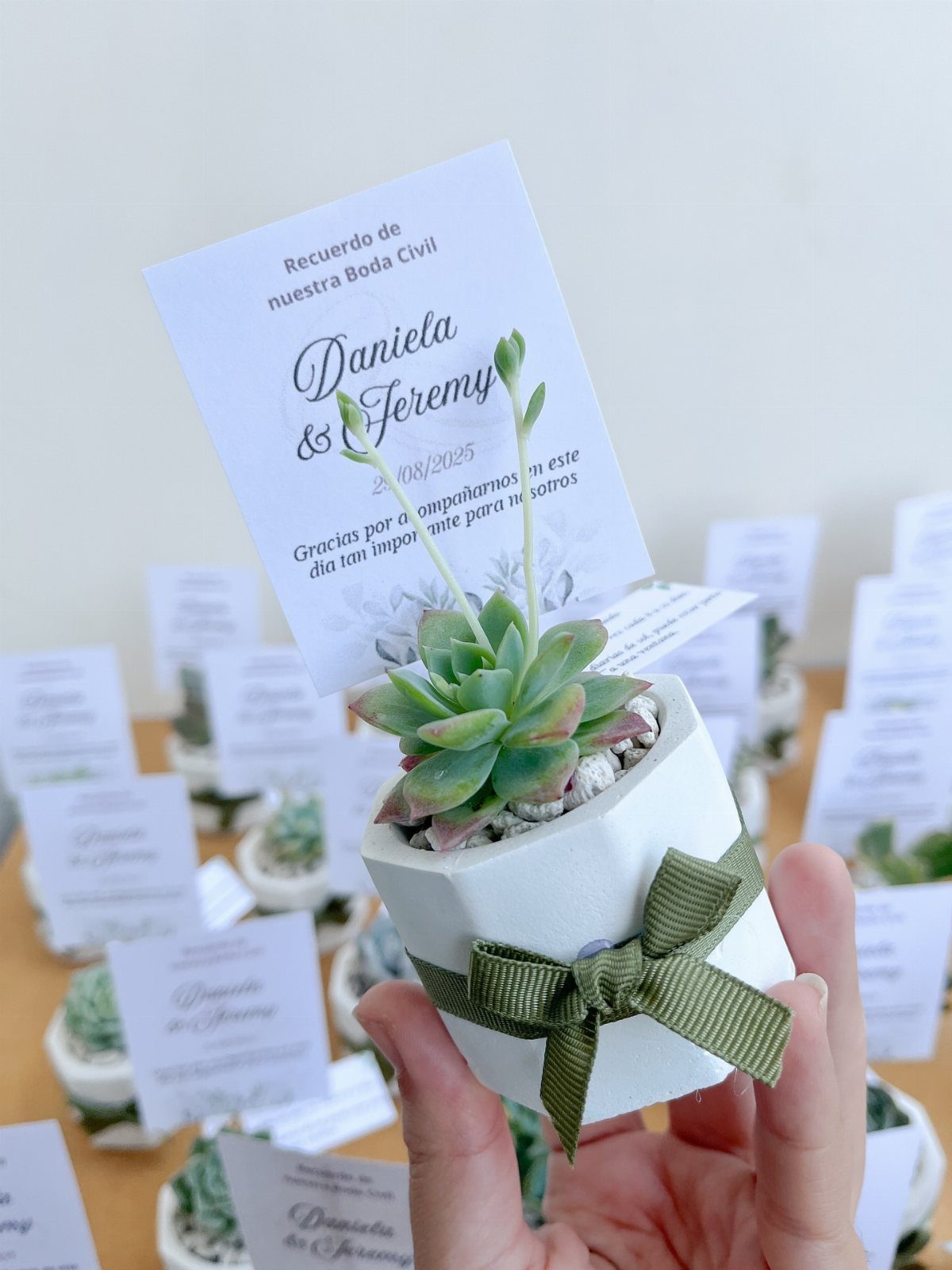 Mini potted succulent in a white geometric pot with a green ribbon.