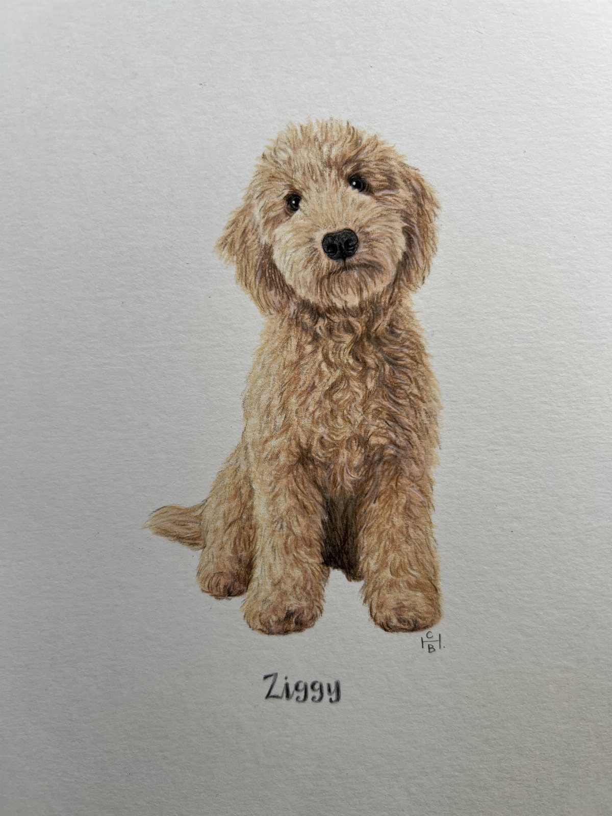 Detailed drawing of a fluffy tan goldendoodle dog named Ziggy on grey paper.