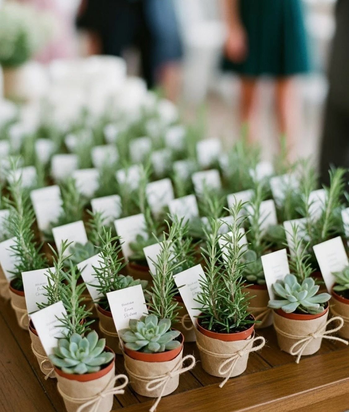 Small potted succulents and rosemary plants with twine and tags on wooden table