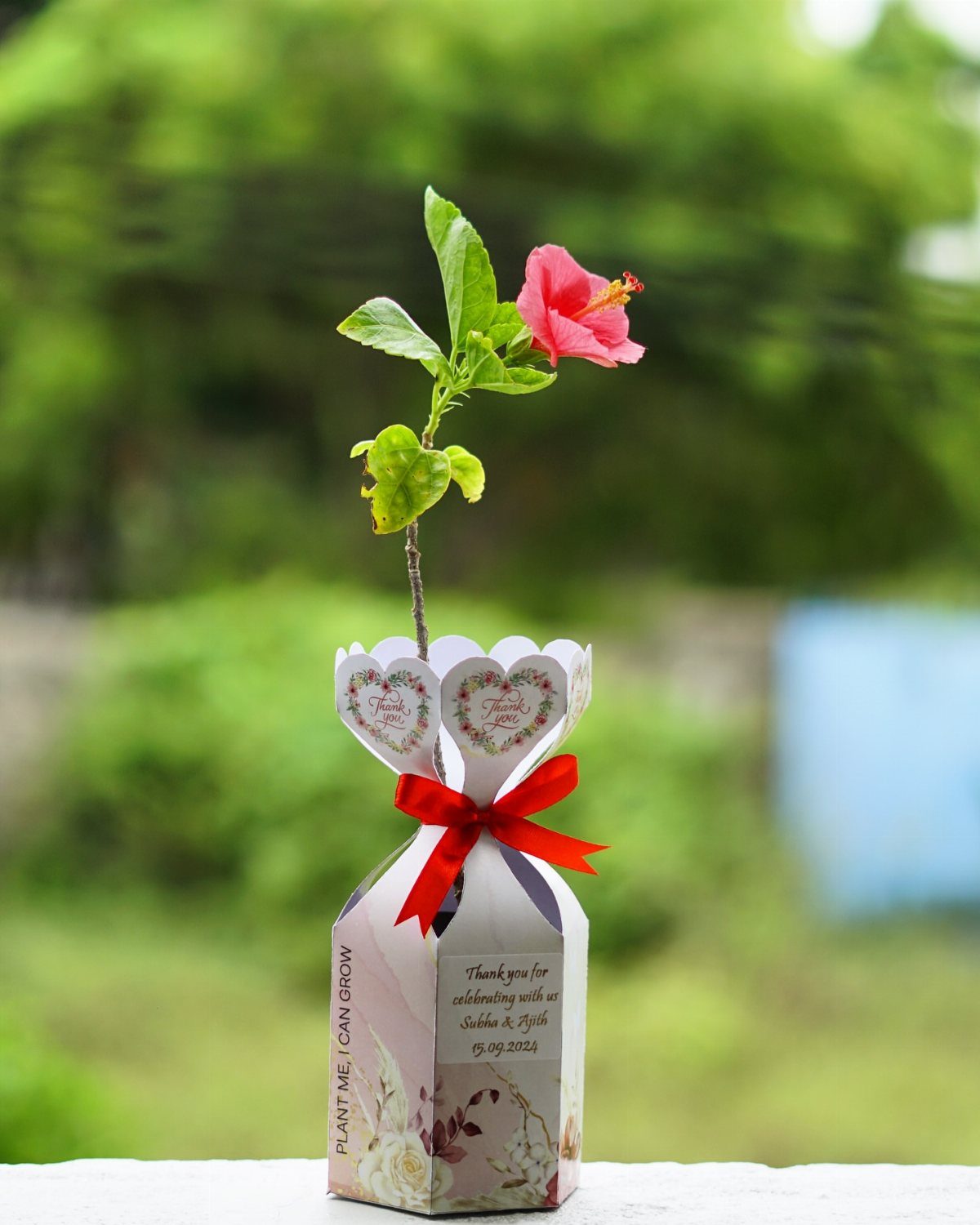 Small plant with pink flower in a decorative white gift box with red ribbon.